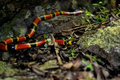 Brown's Coral Snake photo 4