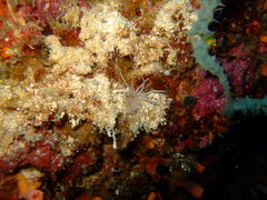Phyllodesmium briareum