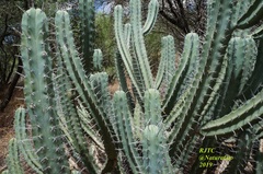 Myrtillocactus geometrizans