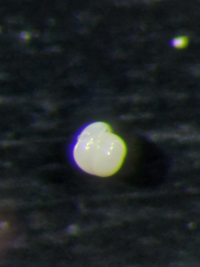 Pullenia bulloides