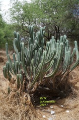Myrtillocactus geometrizans