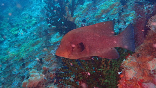 Grouper (Aethaloperca rogaa) — Serranidae — 4