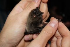 Barbastella barbastellus