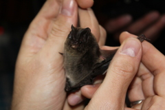 Barbastella barbastellus