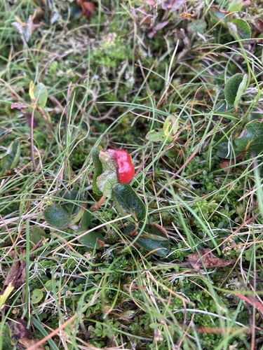 Euura herbaceae