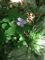 Geranium nodosum