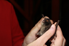 Barbastella barbastellus