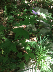Geranium nodosum