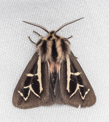 Williams' Tiger Moth