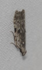 Hypatima baliodes
