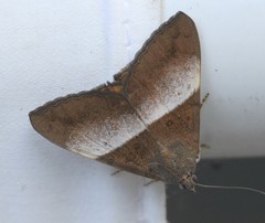 Oxyodes tricolor