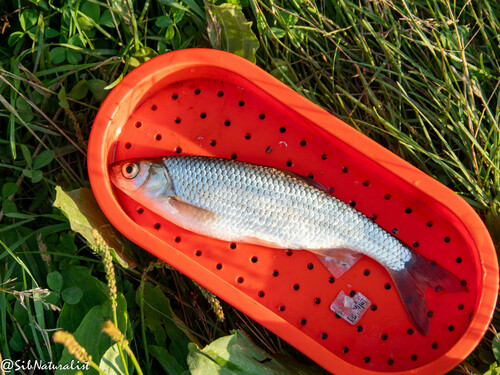 Baikal dace (Leuciscus baicalensis) — Cyprinidae — 3
