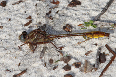 Phanogomphus cavillaris