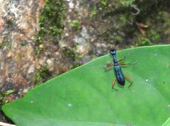 Neocollyris bonellii