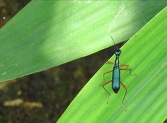 Neocollyris bonellii