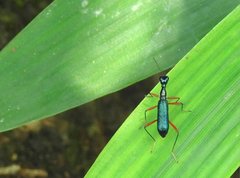 Neocollyris bonellii