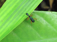 Neocollyris bonellii