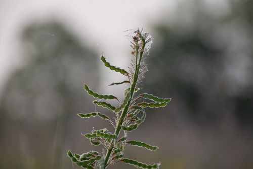 Image of Desmodium illinoense by no rights reserved