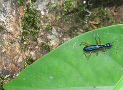 Neocollyris bonellii
