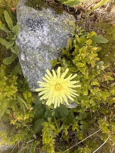 Image of Chicory-Leaved Hawkweed (Schlagintweitia intybacea) by (c) E. A., some rights reserved (CC BY)