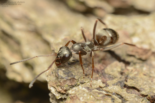Grauwzwarte renmier, photo 10 of 10
