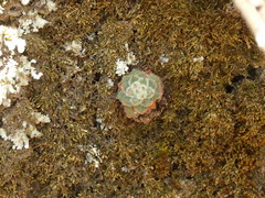 Echeveria setosa setosa