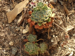 Echeveria setosa setosa