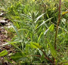 Omalotheca norvegica