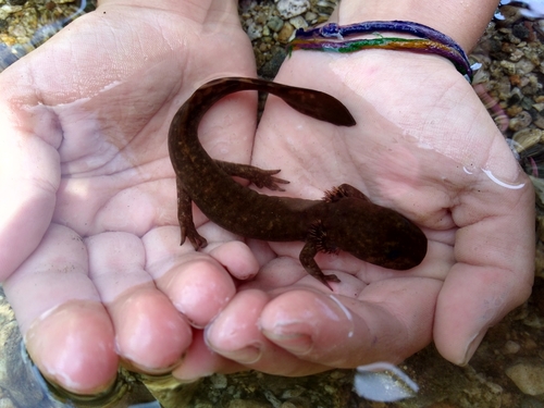 Pacific Giant Salamander