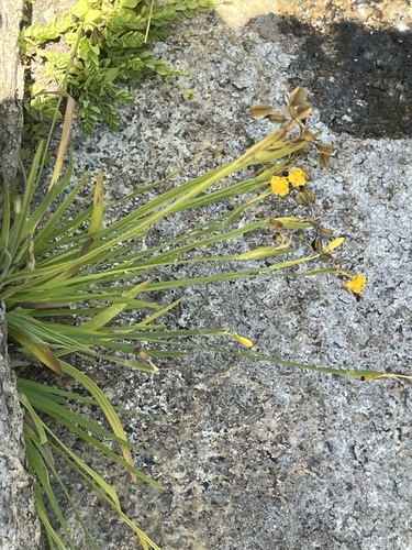 Image of Sisyrinchium elmeri by (c) T. J. Samojedny, some rights reserved (CC BY)