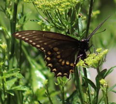 Papilio polyxenes