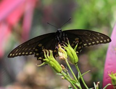 Papilio polyxenes
