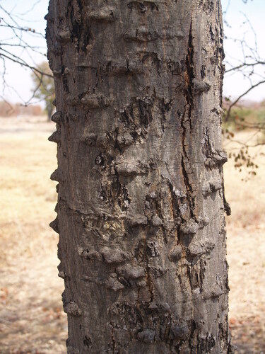 knobthorn