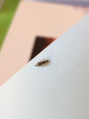Graphopsocus