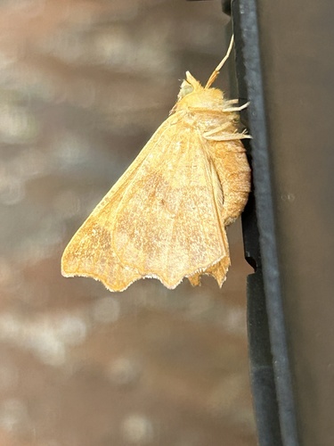 August Thorn, Koepelweg, Noordwijk, Zuid-Holland, NL, photo 6 of 10