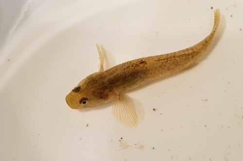 Bluespot goby (Pseudogobius olorum) — Gobiidae — 2