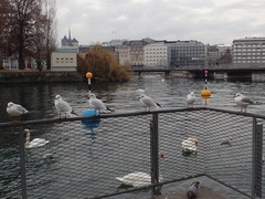 Chroicocephalus ridibundus