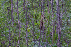 Marmota kastschenkoi