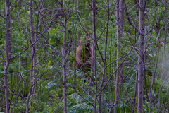 Marmota kastschenkoi