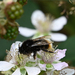 Bombus rupestris rupestris - Photo (c) josefwirth, some rights reserved (CC BY-NC), uploaded by josefwirth