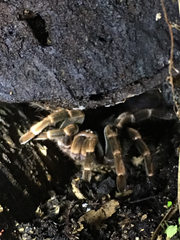 Megaphobema mesomelas