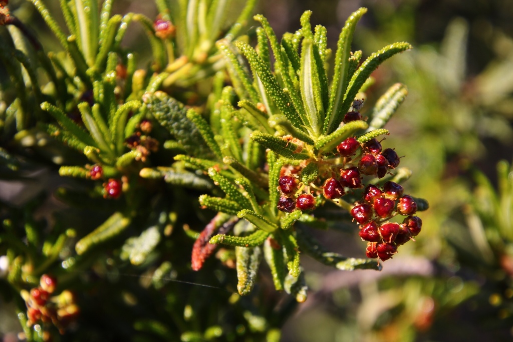 Ceanothus papillosus, Los Padres National Forest, Big Sur, CA, US