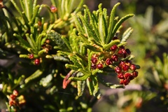 Ceanothus papillosus