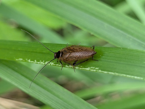 Ectobius lapponicus
