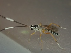 Sphelodon phoxopteridis