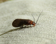 Protosialis americana