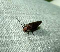 Protosialis americana