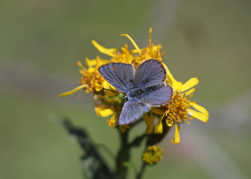 Polyommatina photographed on goldenrod
