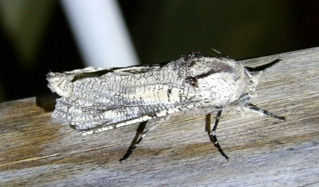 Strigocossus capensis