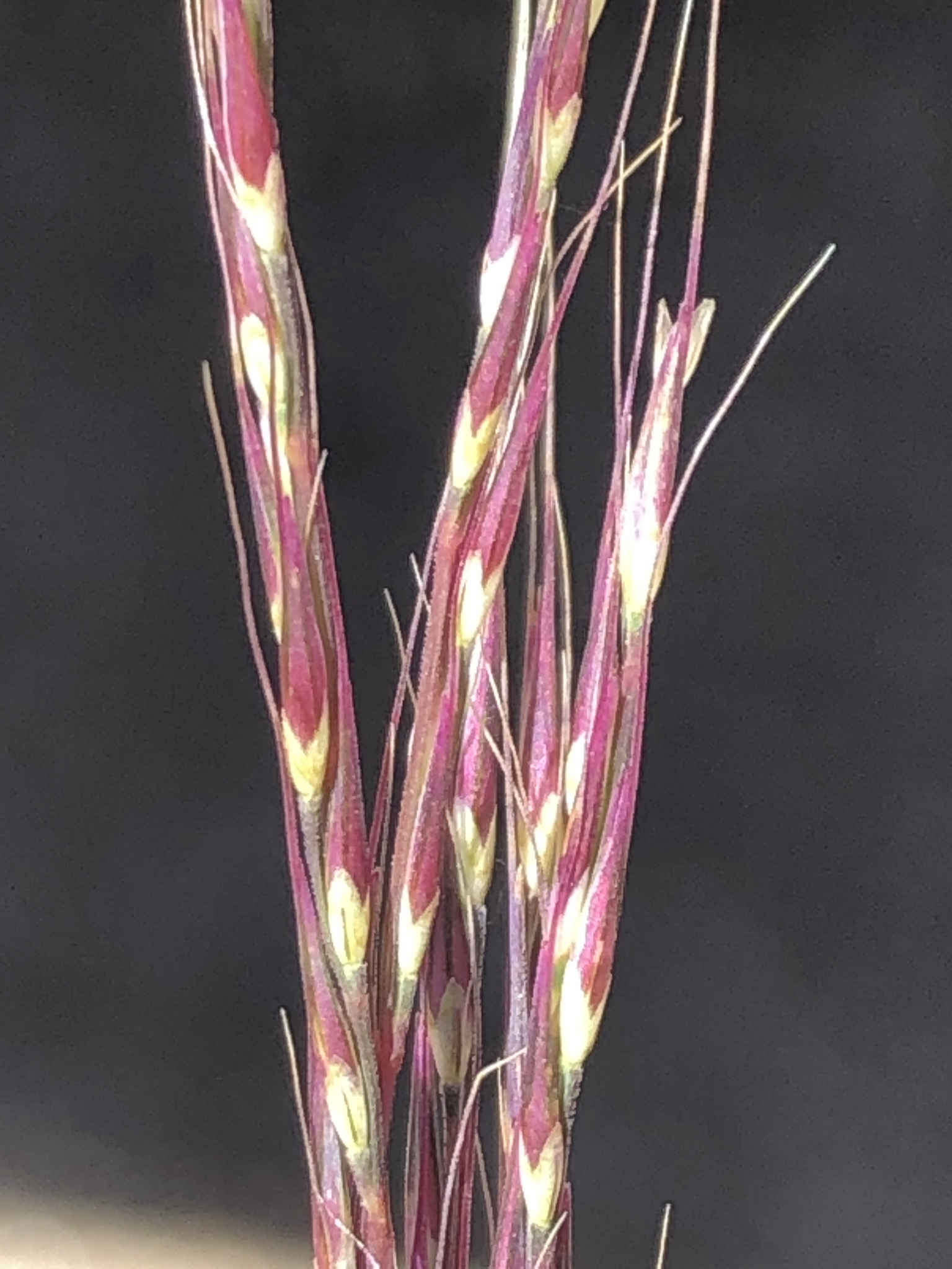 Muhlenbergia appressa